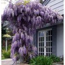 Wisteria Plant Vine Amethyst Falls Live Plant Great For Bonsai Indoor Outdoor Garden