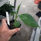 Dwarf Namwah Aka Pisang Awak Cold Hardy Live Banana Plant Indoor Outdoor Garden