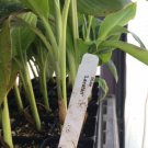 Musa Lacatan Banana Plant Philippine Banana Live Plant Indoor Outdoor Garden