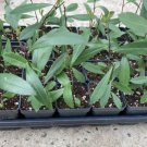 Yerba Mate Plant Live Plant Ilex Paraguariensis Indoor Outdoor Garden