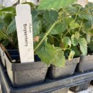 Boysenberry Plant Live Boysenberry Plant Indoor Outdoor Garden