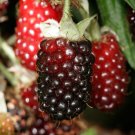 Boysenberry Plant Live Plant Indoor Outdoor Garden