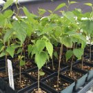 Dwarf Black Mulberry Morus Nigra Everbearing Live Plant Fruit Indoor Outdoor Garden