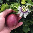 Passiflora Edulis Red Rover Plant Purple Passion Fruit Plant Edible Indoor Outdoor Garden