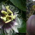 Passiflora Edulis Possum Purple Plant Purple Passion Fruit Plant Edible Indoor Outdoor Garden