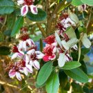 Pineapple Guava Feijoa Sellowiana Live Plant Cold Hardy Edible Indoor Outdoor Garden