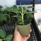 Dwarf Cavendish Banana Live Banana Plant Dwarf Banana Indoor Outdoor Garden