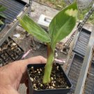 Dwarf Green Banana Cavendish Type Live Plant Musa Dwarf Green Indoor Outdoor Garden