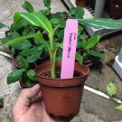 Double Mahoi Banana Plant Live Banana Plant Double Headed Dwarf Cavendish Indoor Outdoor Garden
