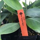 Grand Nain Chiquita Banana Tree Great Dwarf Live Banana Plant Indoor Outdoor Garden