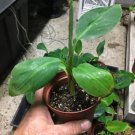 Dwarf Cavendish Banana Plant Live Banana Plant Dwarf Banana Indoor Outdoor Garden