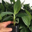 Grand Nain Chiquita Banana Tree Dwarf Live Banana Plant Large Bunches Indoor Outdoor Garden