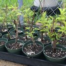American Elderberry Bush Live Plant Sambucus Canadensis Indoor Outdoor Garden