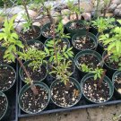 American Elderberry Bush Sambucus Canadensis Live Plant Indoor Outdoor Garden