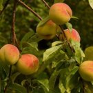 1 Belle Of Georgia Peach Tree Live Plant Well Rooted 14-30" Tall Indoor Outdoor Garden