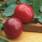 1 Santa Rosa Plum Treelive Tree 18-32 Inches Well Rooted Plant Indoor Outdoor Garden 1 Santa Rosa Plum Treelive Tree 18-32 Inches Well Rooted Plant Indoor Outdoor Garden