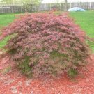 Orangeola Japanese Mapleacer Palmatum Orangeola2 -3 Year Live Plant Indoor Outdoor Garden