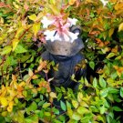 Abelia Francis Mason Vibrant Foliage Live Plant Attracts Butterfly 1 Gallon Indoor Outdoor Garden