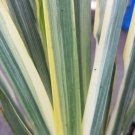 1 Zebra Iris Sweet Iris Variegated Foliage Live Plant 1 Gallon Container Indoor Outdoor Garden 1 Zebra Iris Sweet Iris Variegated Foliage Live Plant 1 Gallon Container Indoor Outdoor Garden