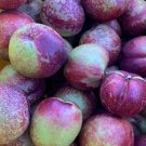 Sunlite Nectarine Live Plant Fruit Tree 18 To 36 Inches Tall Indoor Outdoor Garden