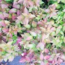 Peach Perfection Abelia Shrubevergreenlive Plant Starter Plug Rooted Cutting Indoor Outdoor Garden