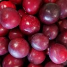 1 Red June Plum Tree Live Tree 18-32 Inches Tall Well Rooted Plant Indoor Outdoor Garden 1 Red June Plum Tree Live Tree 18-32 Inches Tall Well Rooted Plant Indoor Outdoor Garden