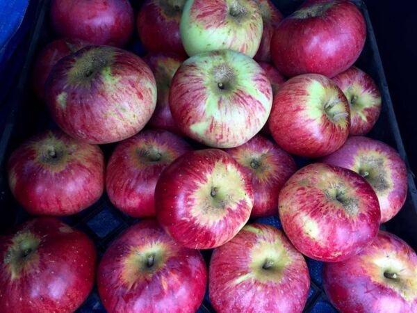 1 Wolf River Apple Tree Live Plant 18-30" Tall Indoor Outdoor Garden