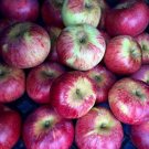 1 Wolf River Apple Tree Live Plant 18-30" Tall Indoor Outdoor Garden