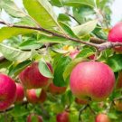 1 Fugi Apple Tree Live Plant 18-30" Tall Indoor Outdoor Garden