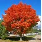 October Glory Maple Tree Live Plant 12"-24" Tall 4 Inch Cup Fast Growing Indoor Outdoor Garden October Glory Maple Tree Live Plant 12"-24" Tall 4 Inch Cup Fast Growing Indoor Outdoor Garden