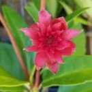 Anise Star Flower Scorpio Live Plants Illicium Indoor Outdoor Garden