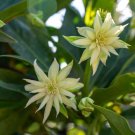 Anise Orion Live Plants Illicium Hybrid Indoor Outdoor Garden