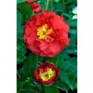 Blood Of China Camellia Japonica Live Plant 12-18 Inch Tall Indoor Outdoor Garden