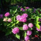 1 Well Rooted "Moonlight" Pink Hydrangea 6-14 Inches Tall Live Plant 4" Cup Indoor Outdoor Garden 1 Well Rooted "Moonlight" Pink Hydrangea 6-14 Inches Tall Live Plant 4" Cup Indoor Outdoor Garden