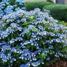 1 "Bluebird" Lacecap Hydrangea Live Plant 6 To 14" Tall 4Inch Cup Indoor Outdoor Garden