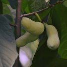 Paw Paw Sedlings Live Plant 3 Size Containers 6" To 30" Sturdy Indoor Outdoor Garden Paw Paw Sedlings Live Plant 3 Size Containers 6" To 30" Sturdy Indoor Outdoor Garden