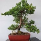 Bonsai "Procumbens Nana"Tree Pot Nana Live House Plant Indoor Garden Great Gift Indoor Outdoor Garde Bonsai "Procumbens Nana"Tree Pot Nana Live House Plant Indoor Garden Great Gift Indoor Outdoor Garde