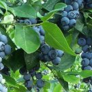 1 Premier Blueberry Plant 1Gallon 12 To 20 Inches Shipped Bareroot Indoor Outdoor Garden