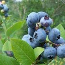 Climax Blueberry 1 Gal Bush Plant Healthy Plant Shipped Bareroot 12" To 14" Indoor Outdoor Garden