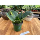 Snake Plant Or Sansevieria Black Gold 4" Pot Live Plant Indoor Outdoor Garden