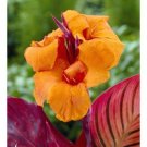 Canna Lily Striped Leaf Durban 44-48" Tall Variegated 1 Rhizome Bulb Plant Indoor Outdoor Garden
