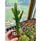 Cactus Maverick Or Opuntia Monacantha 2" Pot Live Plant Indoor Outdoor Garden