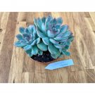 Succulent Echeveria Mystery 4" Pot Live Plant Indoor Outdoor Garden