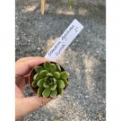 Succulent Echeveria Lipstick Or Red Edge 3" Pot Live Plant Indoor Outdoor Garden Succulent Echeveria Lipstick Or Red Edge 3" Pot Live Plant Indoor Outdoor Garden