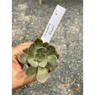 Succulent Echeveria Lilacina Ghost 2" Pot Live Plant Indoor Outdoor Garden