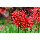Spider Lily Lycoris Surprise Or Hurricane Lilies Radiata Red Flower Bloom 3 Bulb Indoor Outdoor Gard