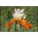 Iris German Tall Bearded Fall Fiesta Schreiner 1992 Size 1 Rhizome Indoor Outdoor Garden Iris German Tall Bearded Fall Fiesta Schreiner 1992 Size 1 Rhizome Indoor Outdoor Garden