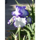 Iris Tall Bearded German Iris Presbys Crown Jewel Schreiner Blue And White 1 Rh Indoor Outdoor Garde Iris Tall Bearded German Iris Presbys Crown Jewel Schreiner Blue And White 1 Rh Indoor Outdoor Garde
