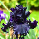 Iris German Tall Bearded All Night Long Fragrant Black Iris Duncan 2004 Size 1 Indoor Outdoor Garden Iris German Tall Bearded All Night Long Fragrant Black Iris Duncan 2004 Size 1 Indoor Outdoor Garden