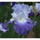 Iris German Tall Bearded Clarence Rebloomer Zurbrigg 1990 Size 1 Rhizome Indoor Outdoor Garden